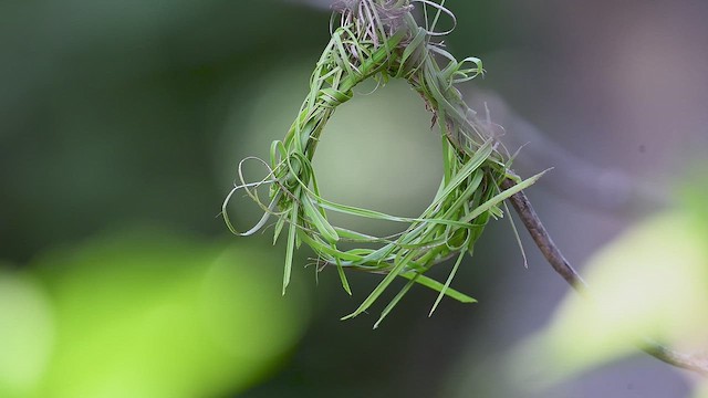 African Golden-Weaver - ML646367080