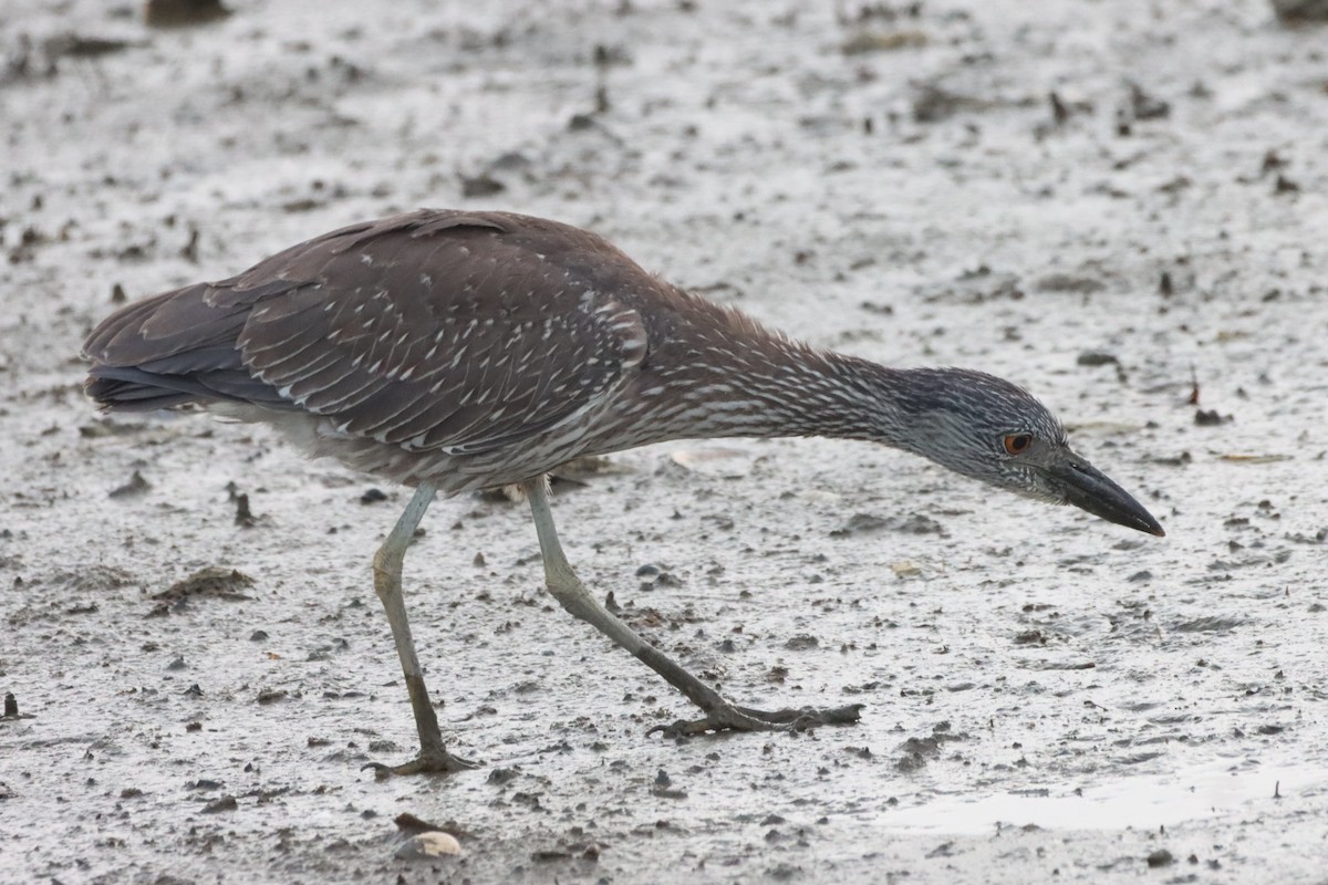 Yellow-crowned Night Heron - ML646367089