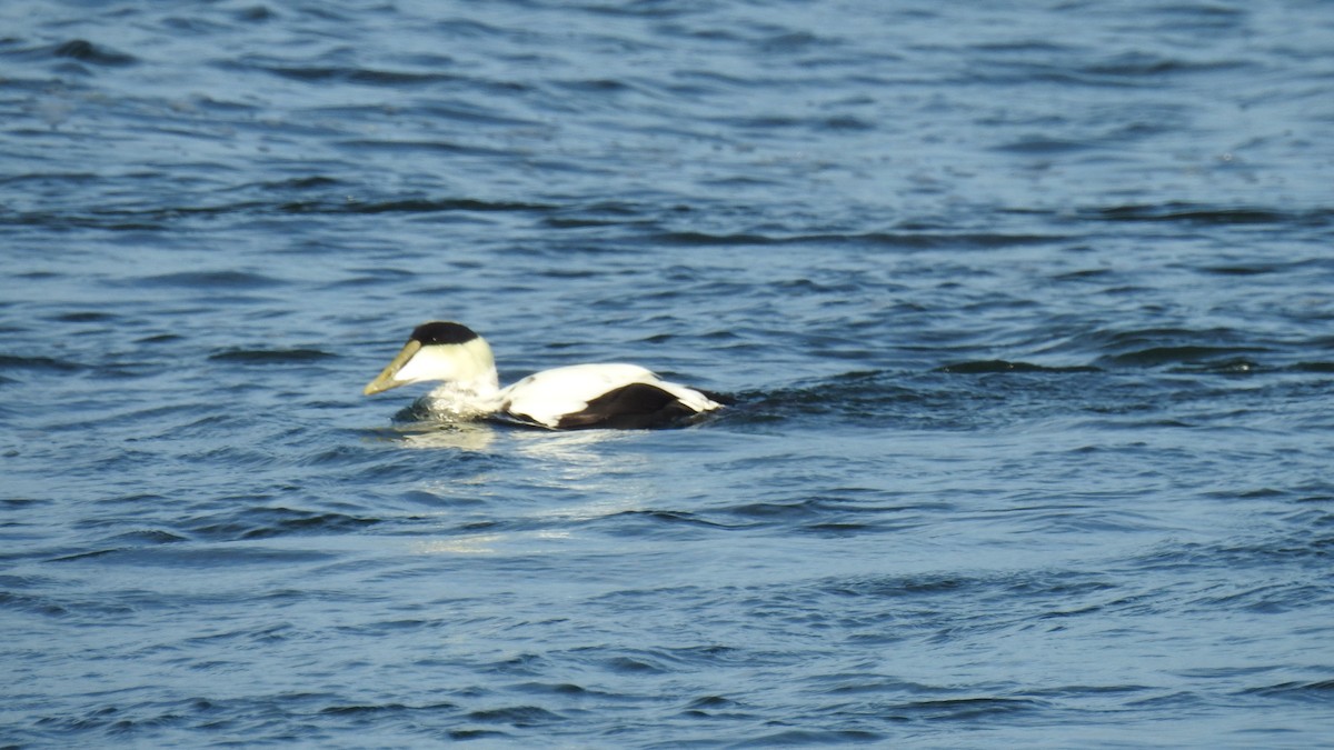Common Eider - ML646367092
