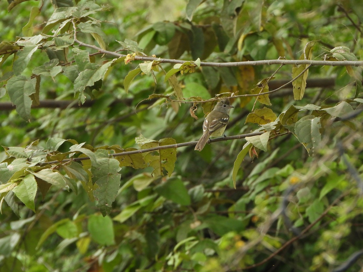 Yellow-bellied Elaenia - ML646367097
