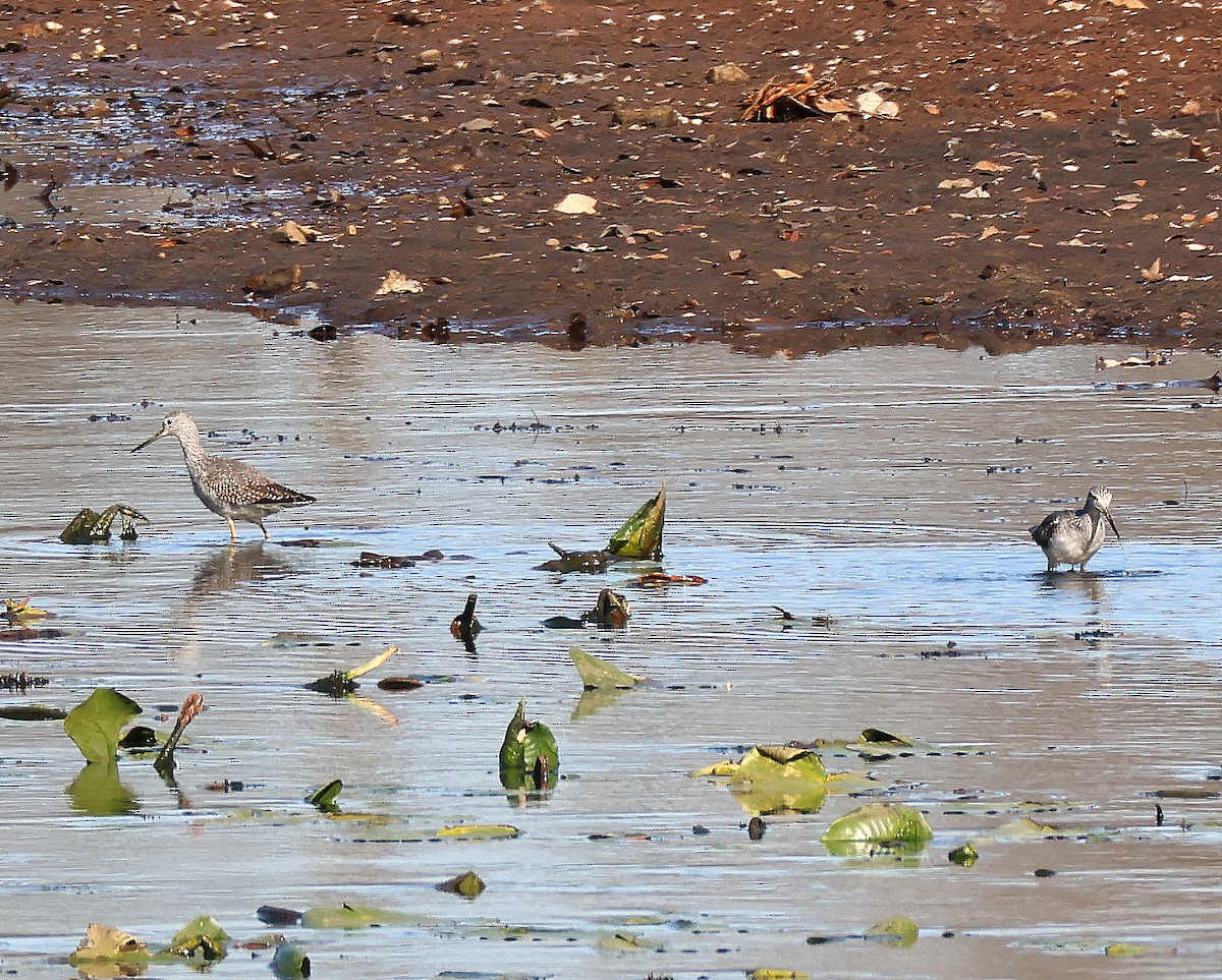 Greater Yellowlegs - ML646367103