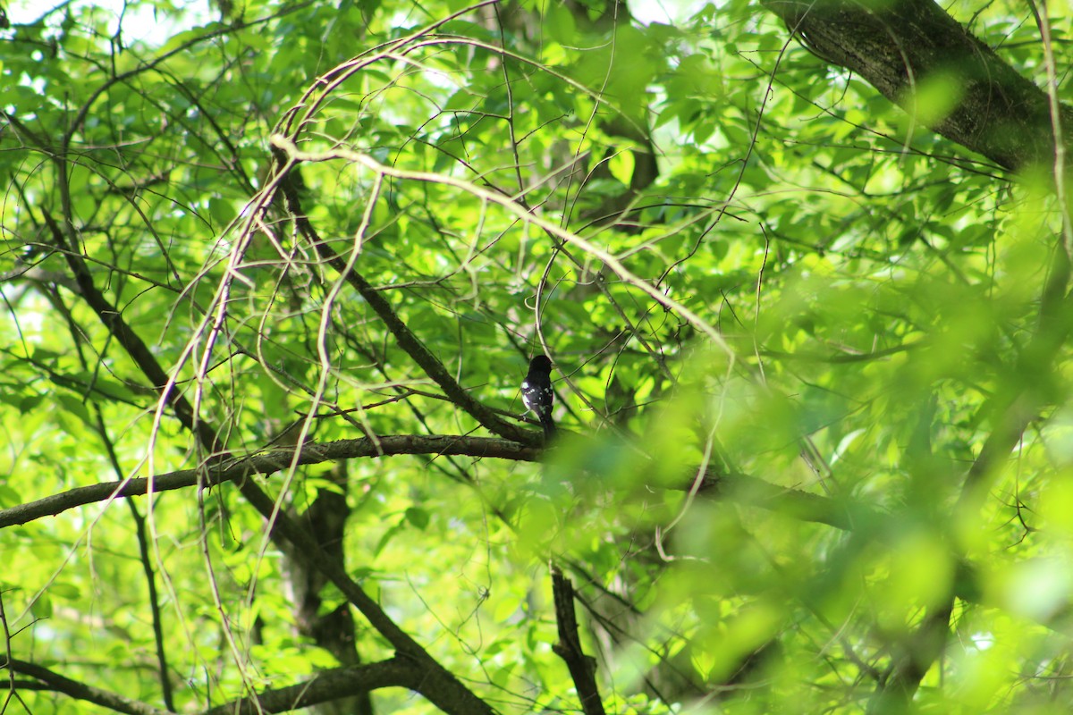 Розовогрудый толстонос - ML646367104