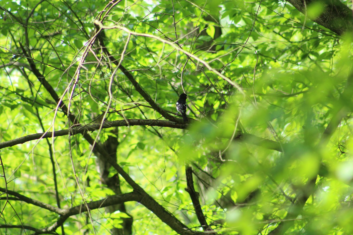 Розовогрудый толстонос - ML646367105