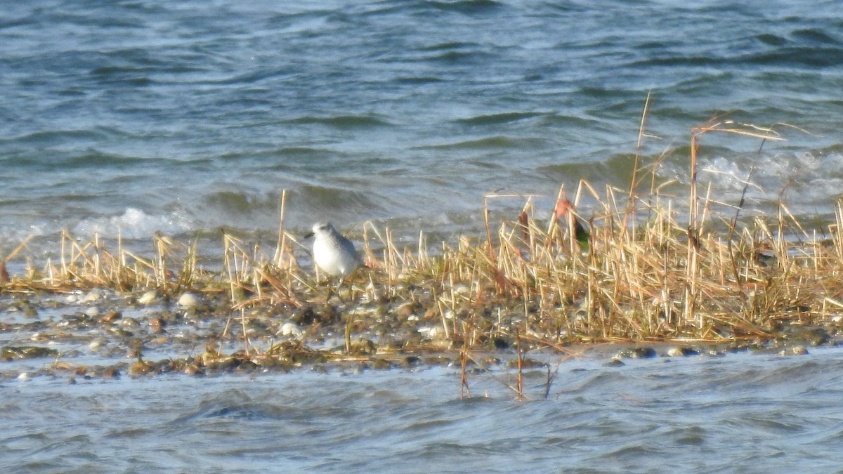 Chorlito Gris - ML646367112