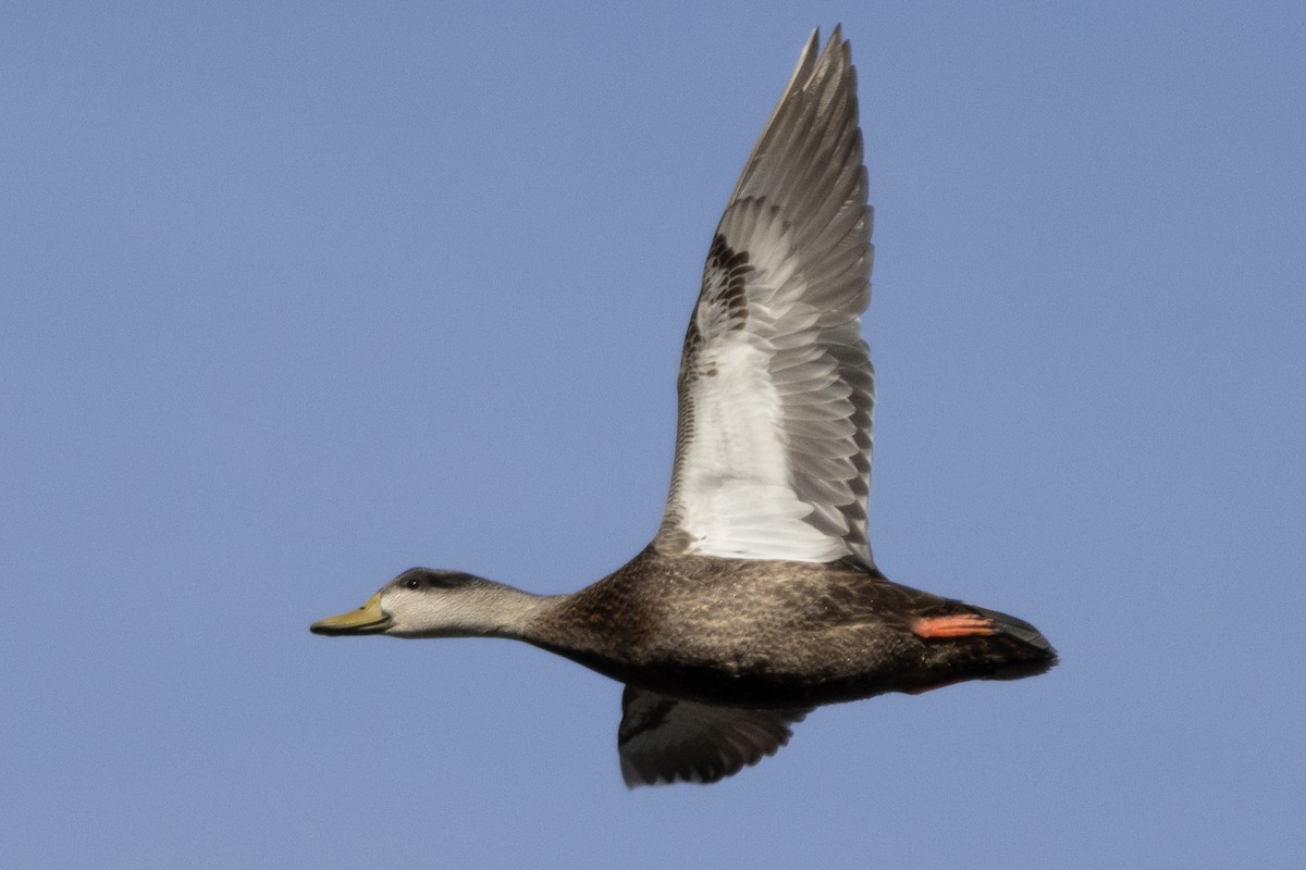 American Black Duck - ML646367114