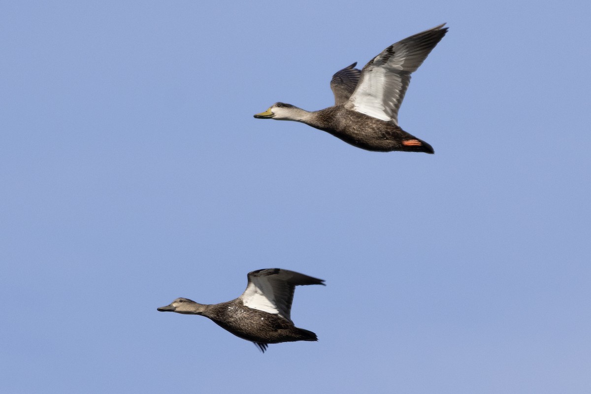 American Black Duck - ML646367115
