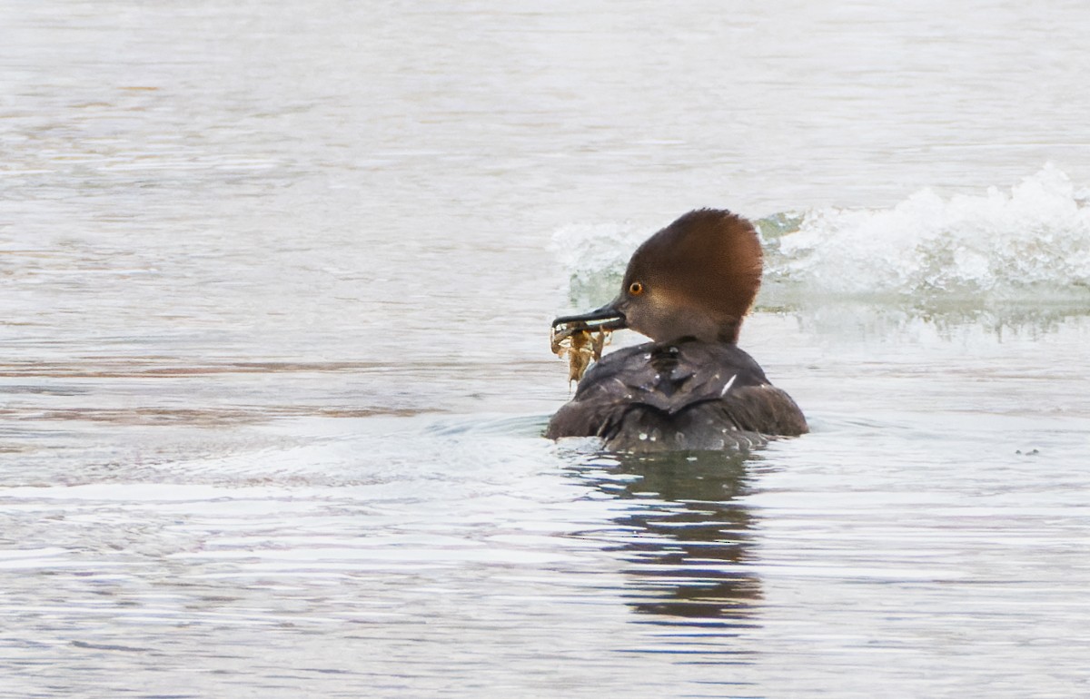 morčák chocholatý - ML646367119