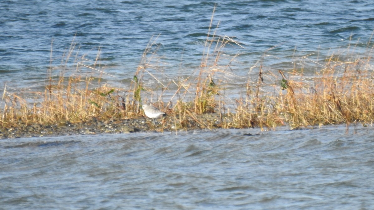 Chorlito Gris - ML646367123