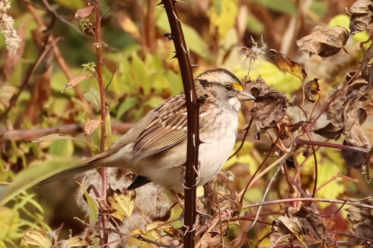 Белогорлая зонотрихия - ML646367125