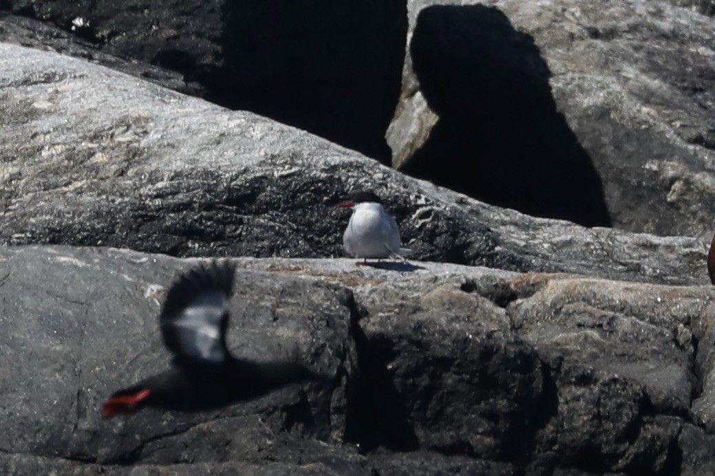 Sterna codalunga - ML646367126