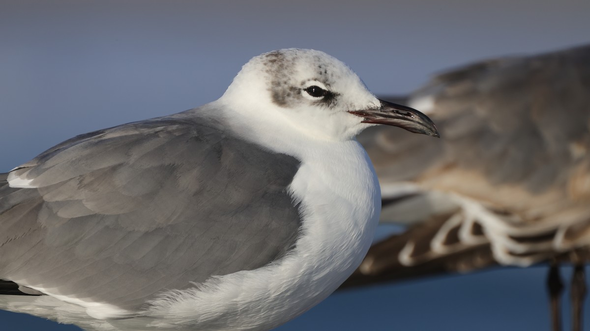 Laughing Gull - ML646367130