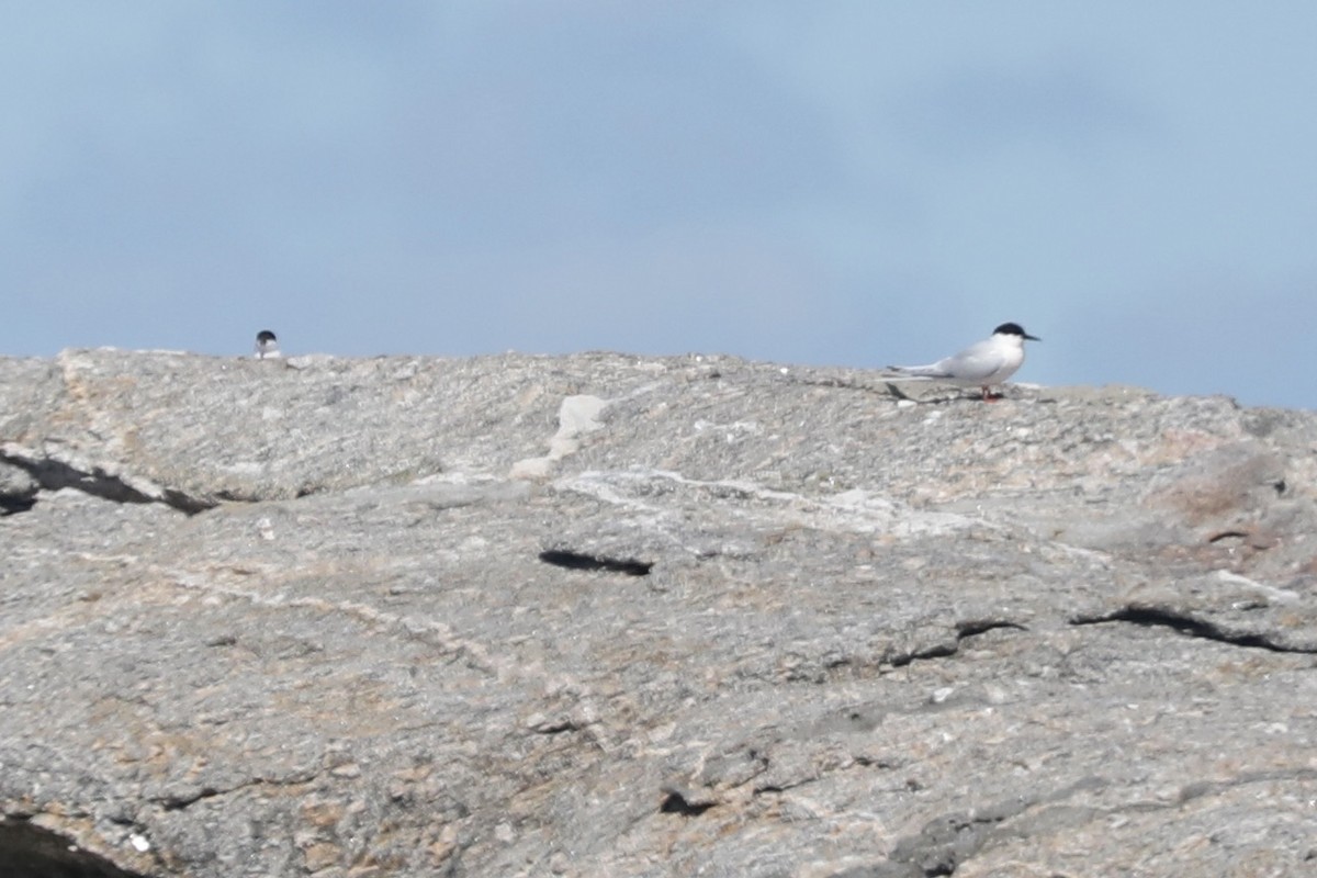 Sterna di Dougall - ML646367131