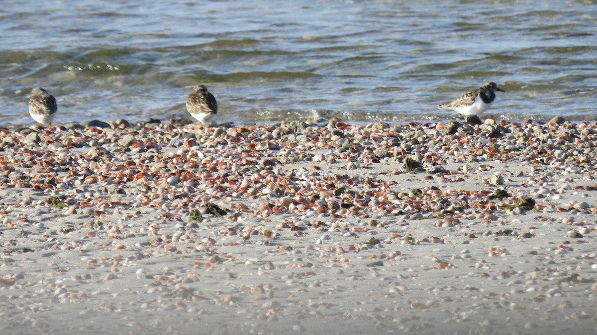 Ruddy Turnstone - ML646367137