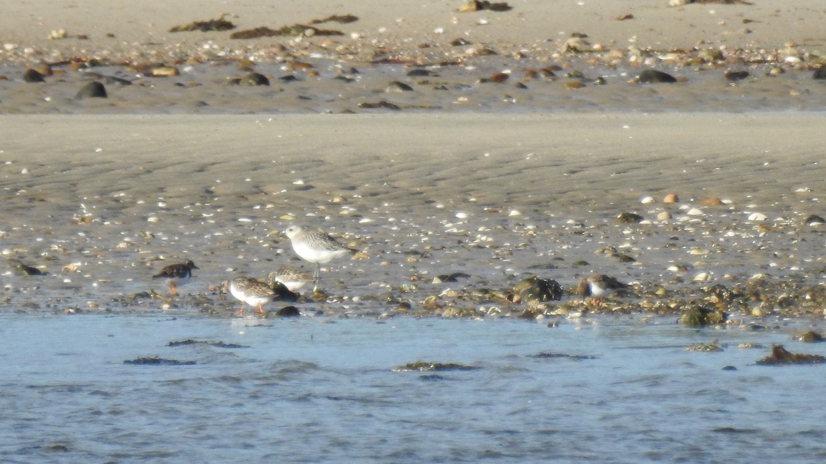 Ruddy Turnstone - ML646367145
