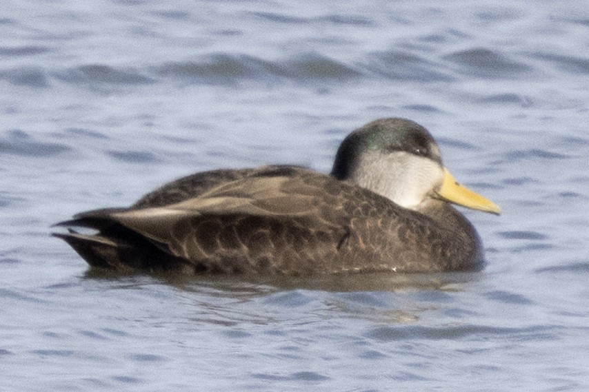 American Black Duck - ML646367149
