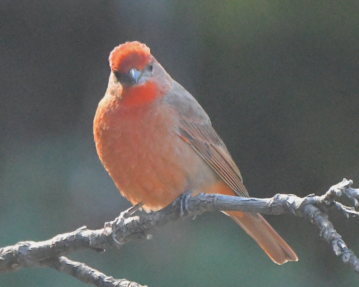 Піранга червона - ML646367152