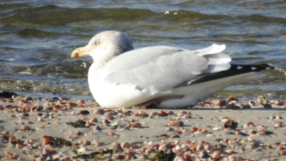 American Herring Gull - ML646367166