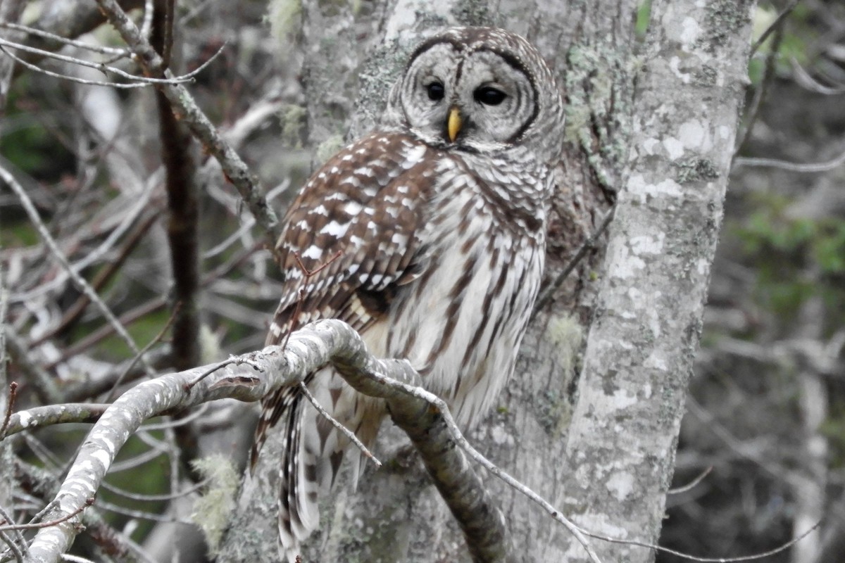 Barred Owl - ML646367167