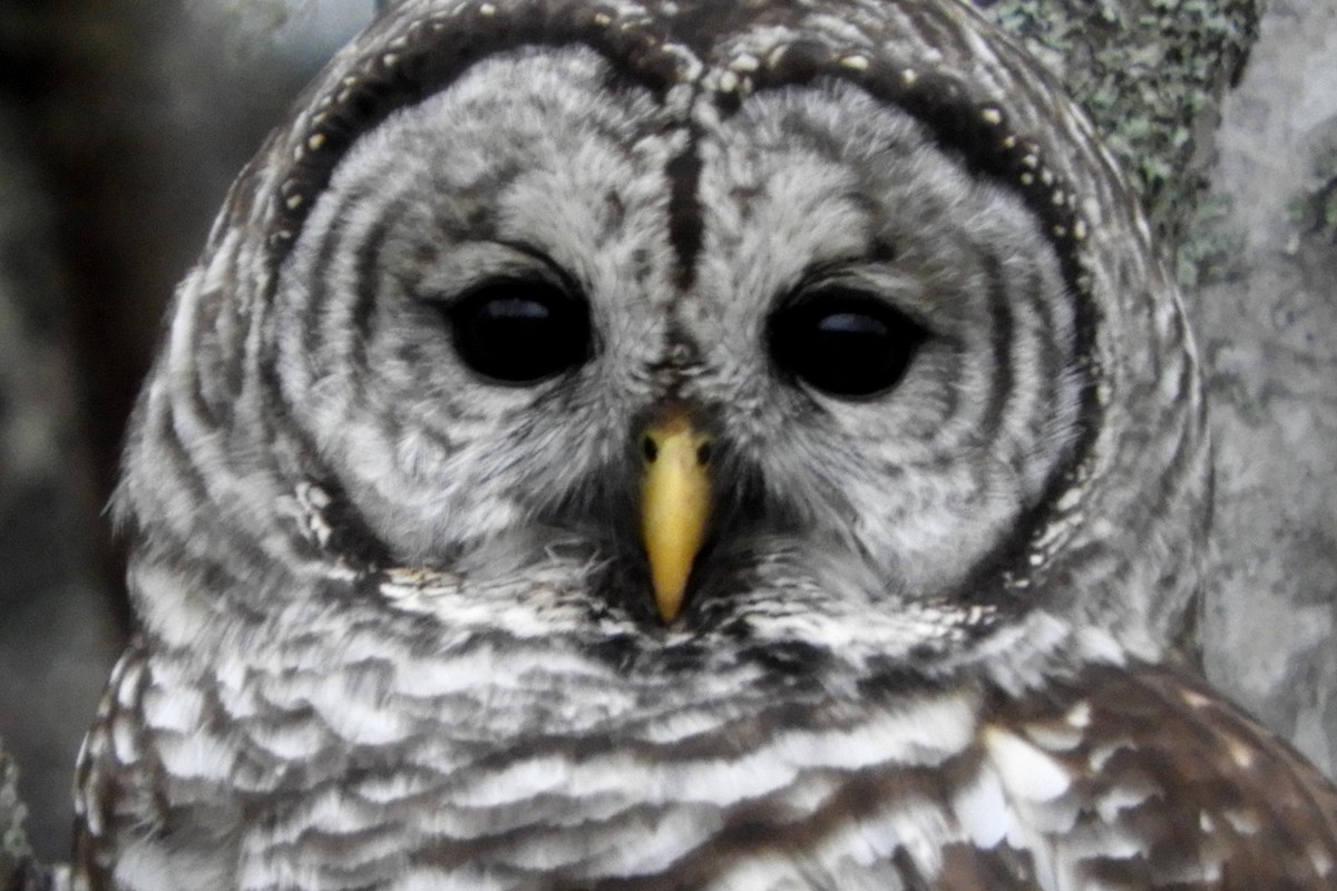 Barred Owl - ML646367168
