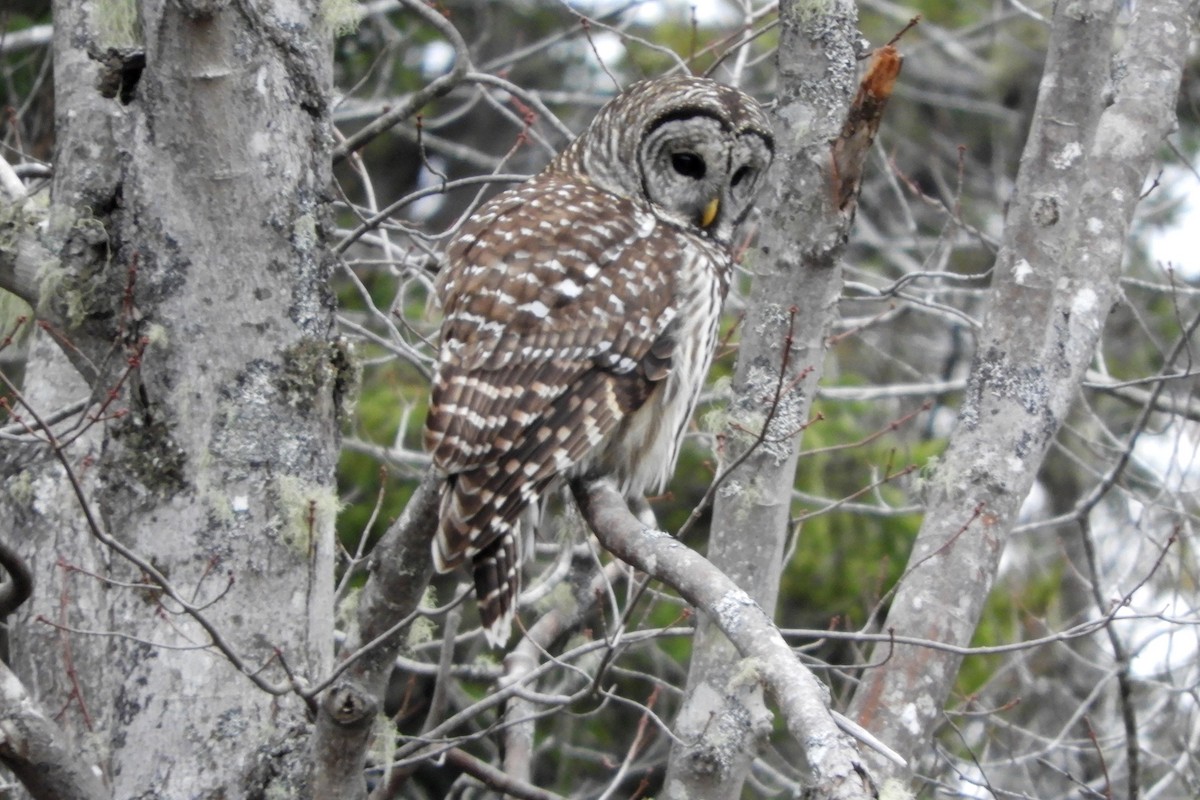 Barred Owl - ML646367169