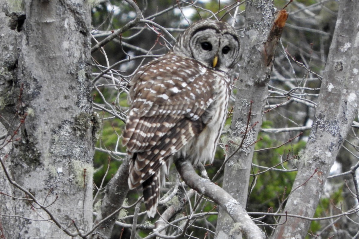 Barred Owl - ML646367171