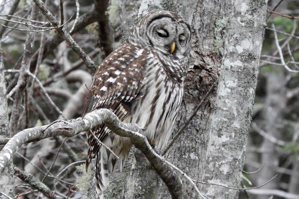 Barred Owl - ML646367172