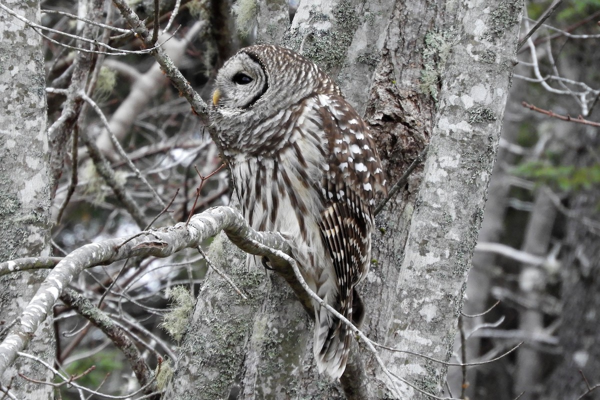 Barred Owl - ML646367173