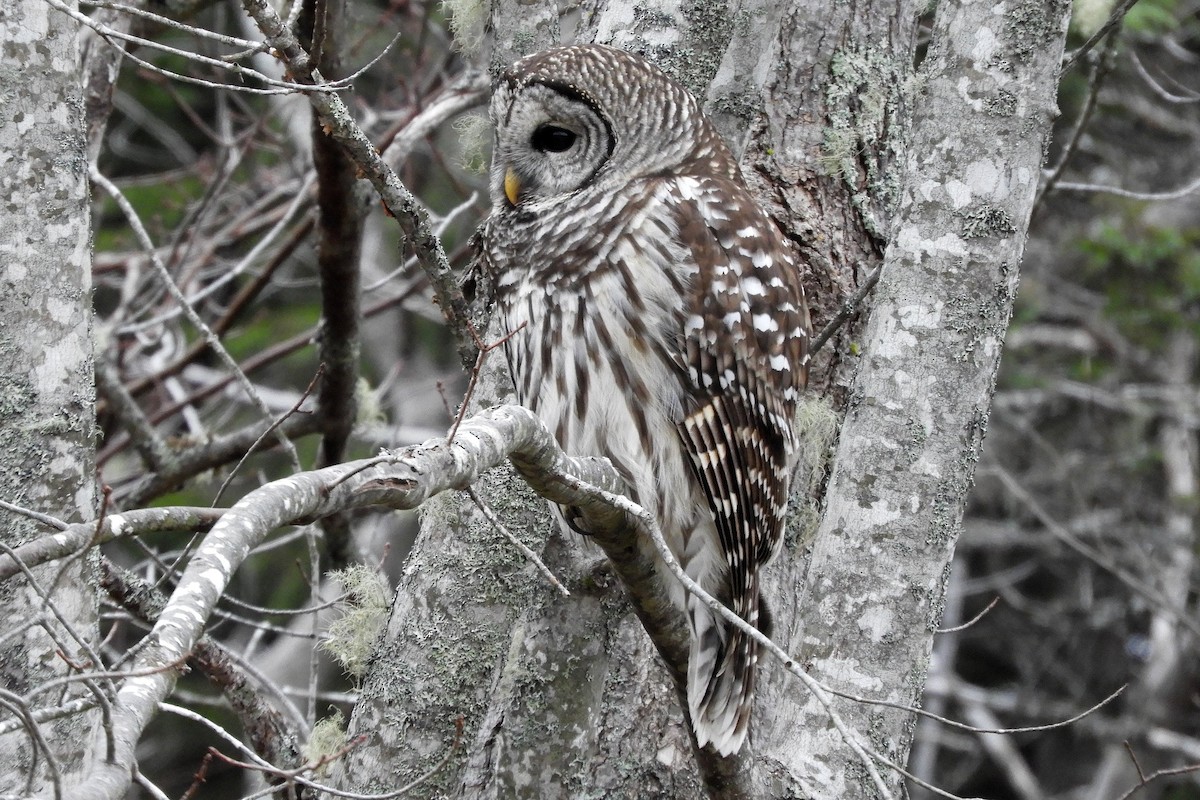 Barred Owl - ML646367174