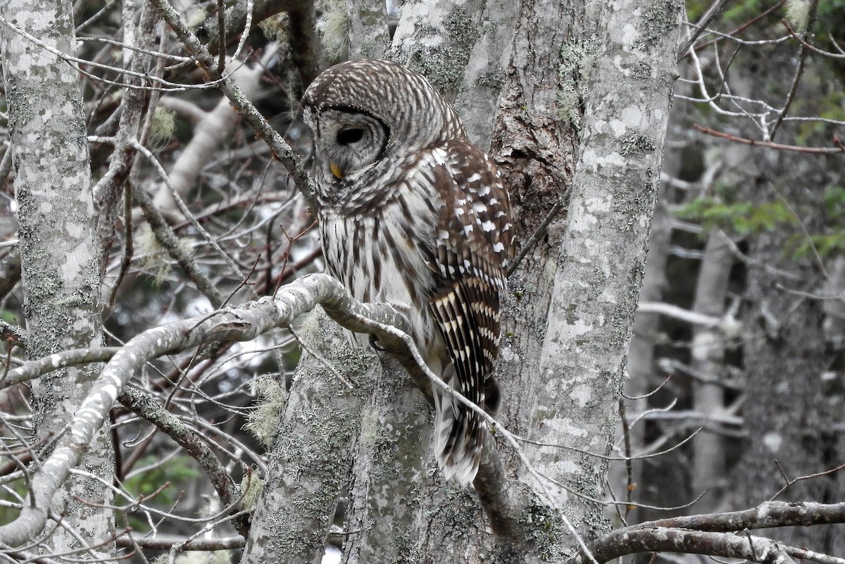 Barred Owl - ML646367175