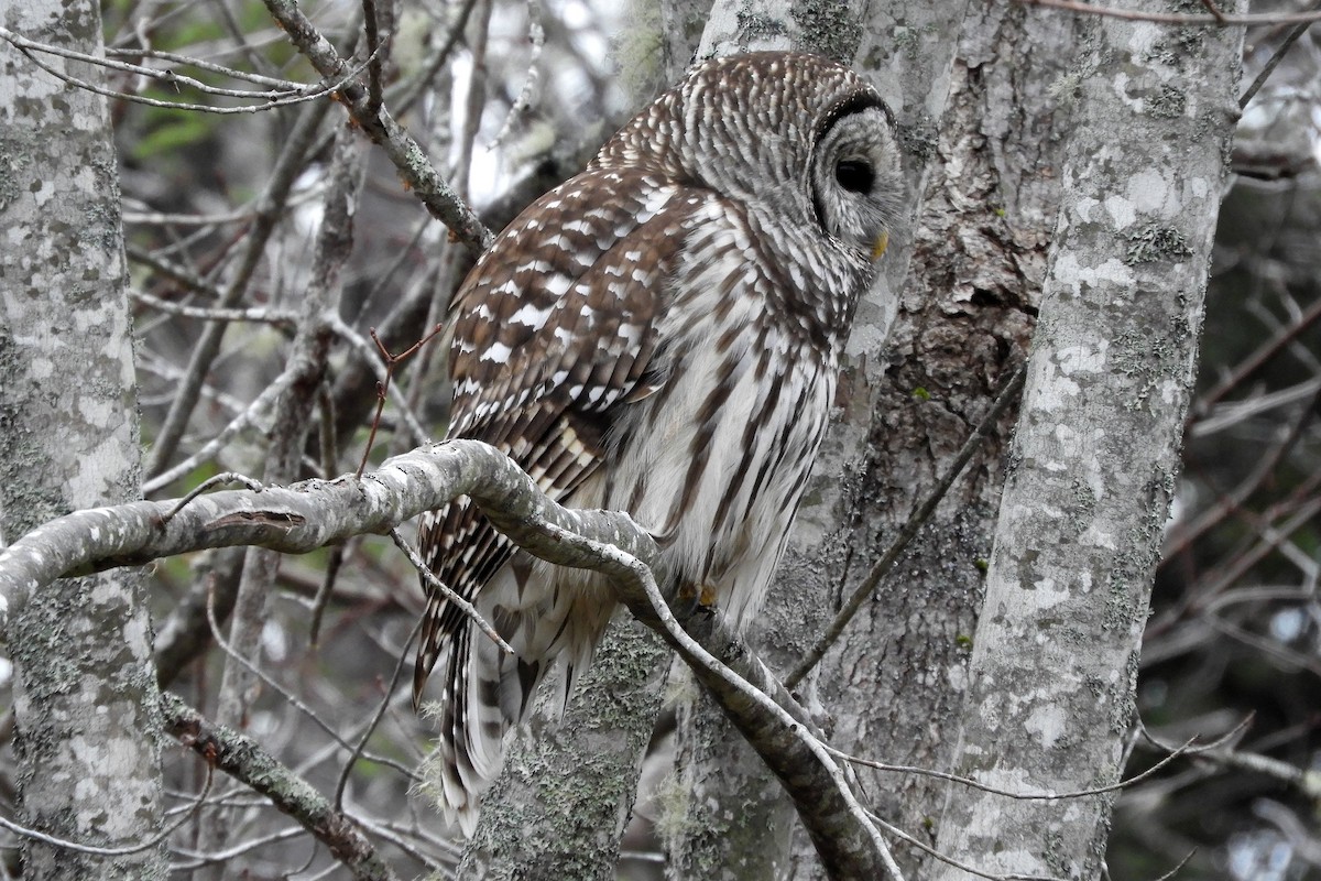 Barred Owl - ML646367176