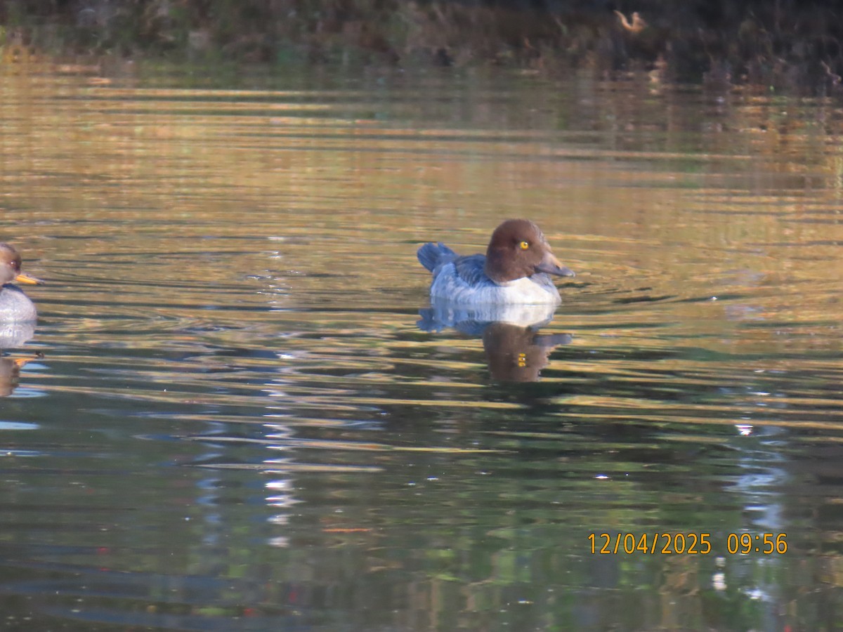 Common Goldeneye - ML646367179