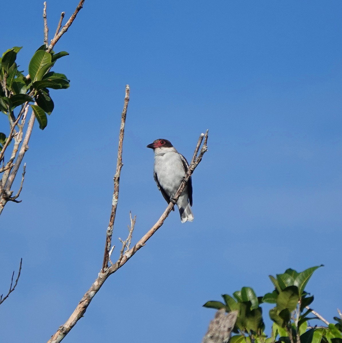 Masked Tityra - ML646367182