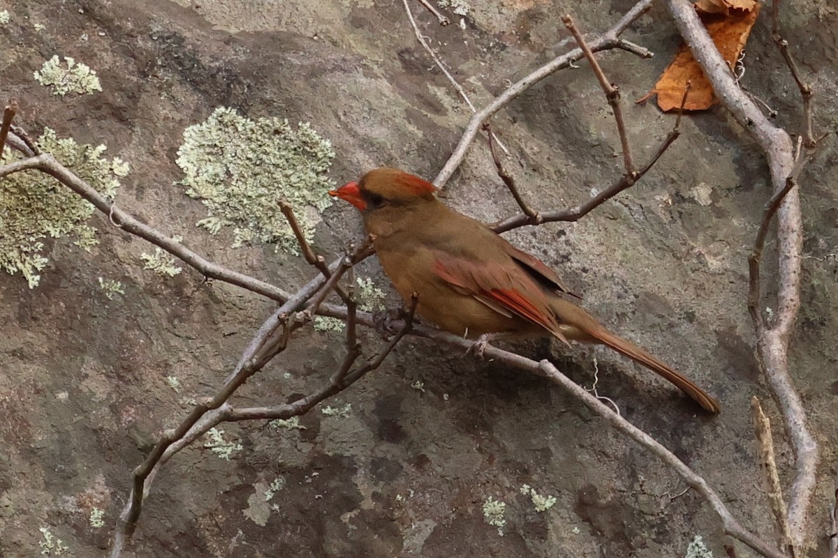 Красный кардинал - ML646367185