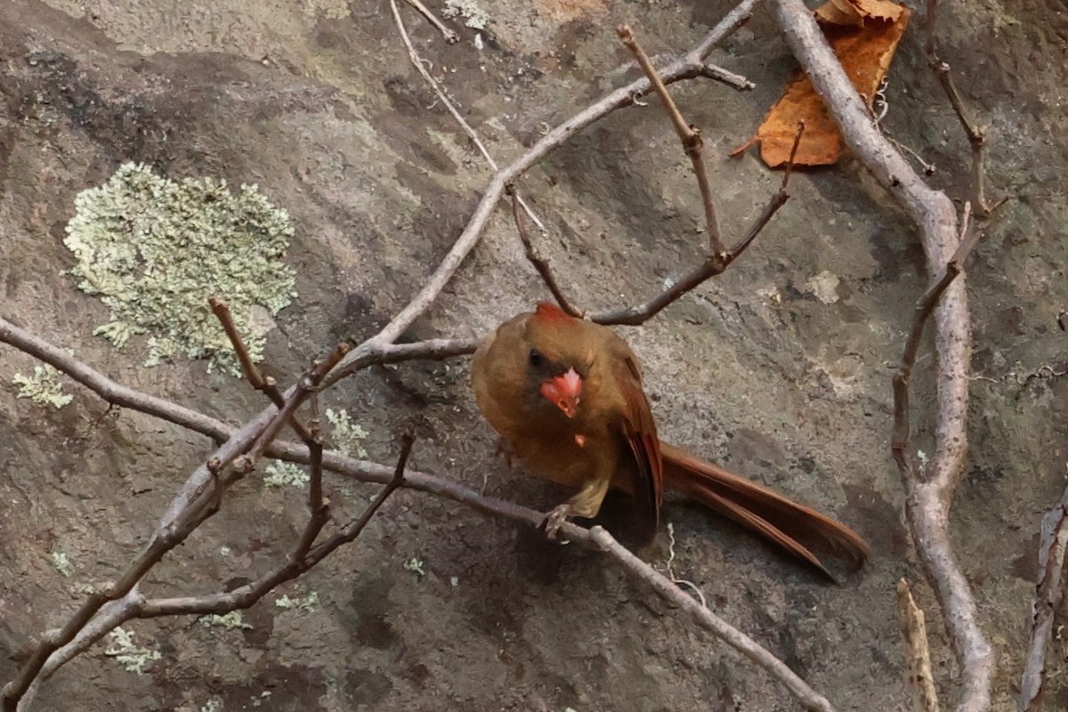 Красный кардинал - ML646367186