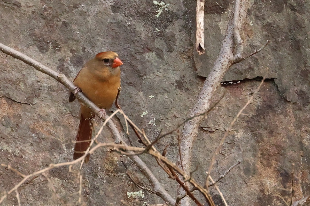 Красный кардинал - ML646367187