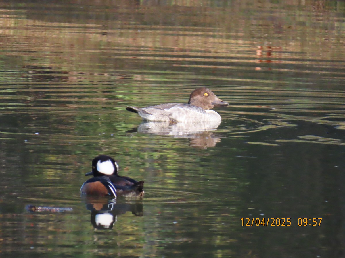 Common Goldeneye - ML646367193