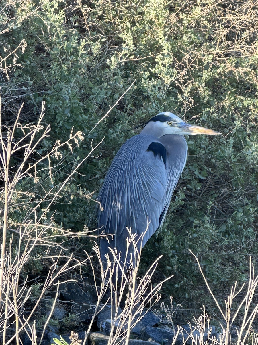 Great Blue Heron - ML646367195