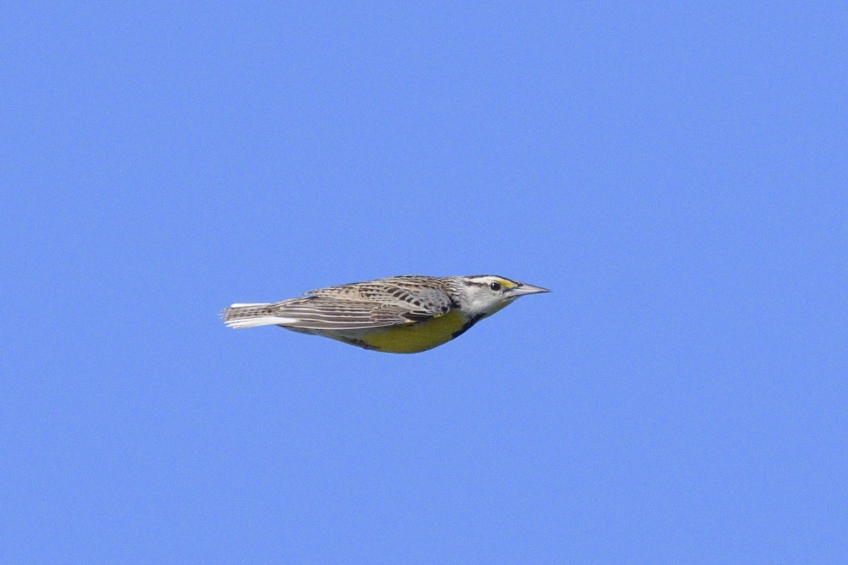 Eastern Meadowlark - ML646367197