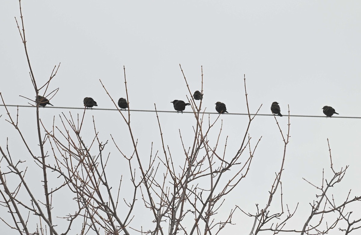 Red-winged Blackbird - ML646367204