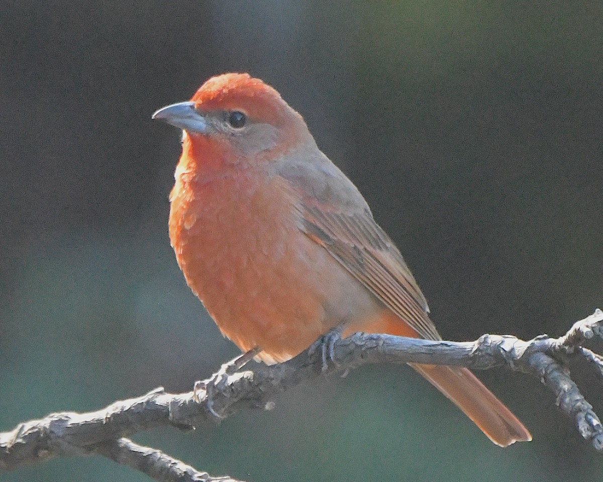 Піранга червона - ML646367211