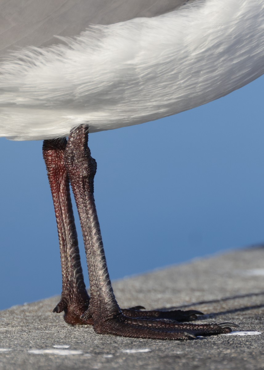 Laughing Gull - ML646367212