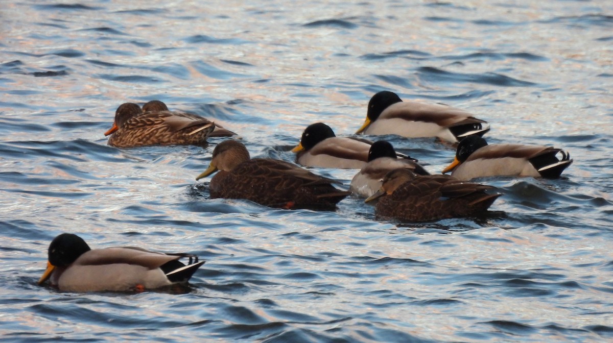 American Black Duck - ML646367216
