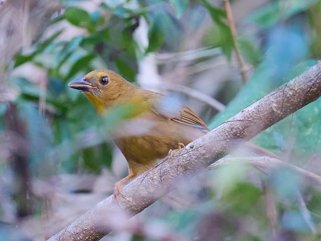 Red-throated Ant-Tanager (Salvin's) - ML646367217