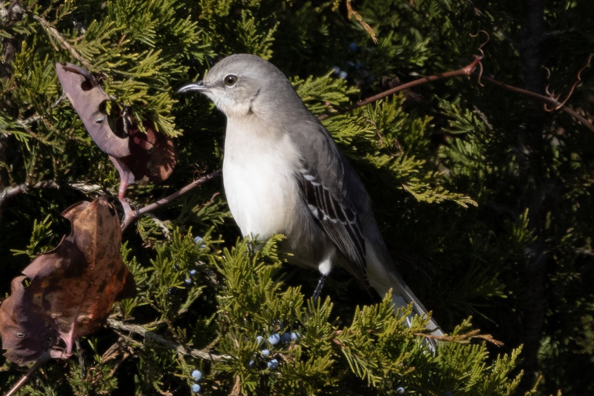 Пересмішник багатоголосий - ML646367219