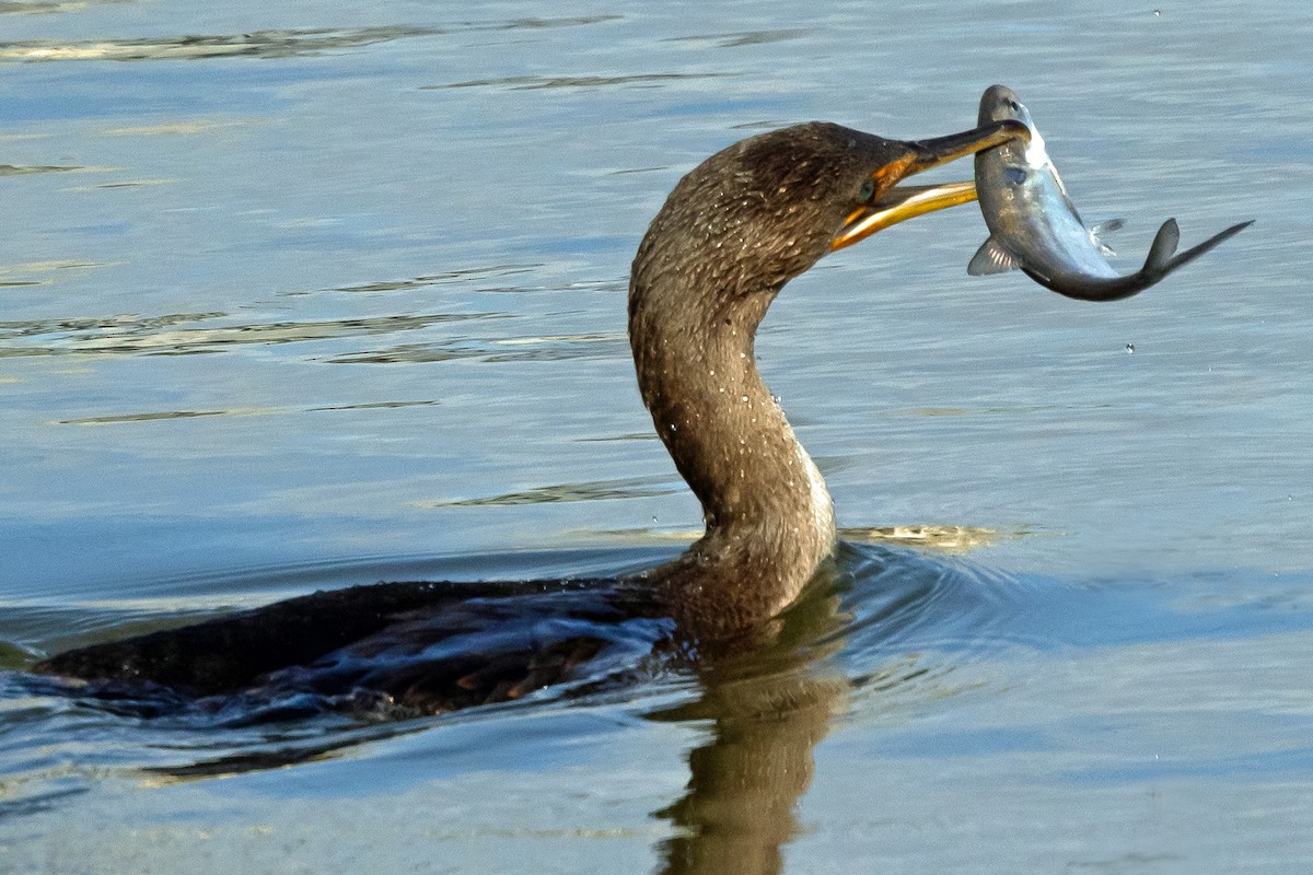 totoppskarv - ML646367220