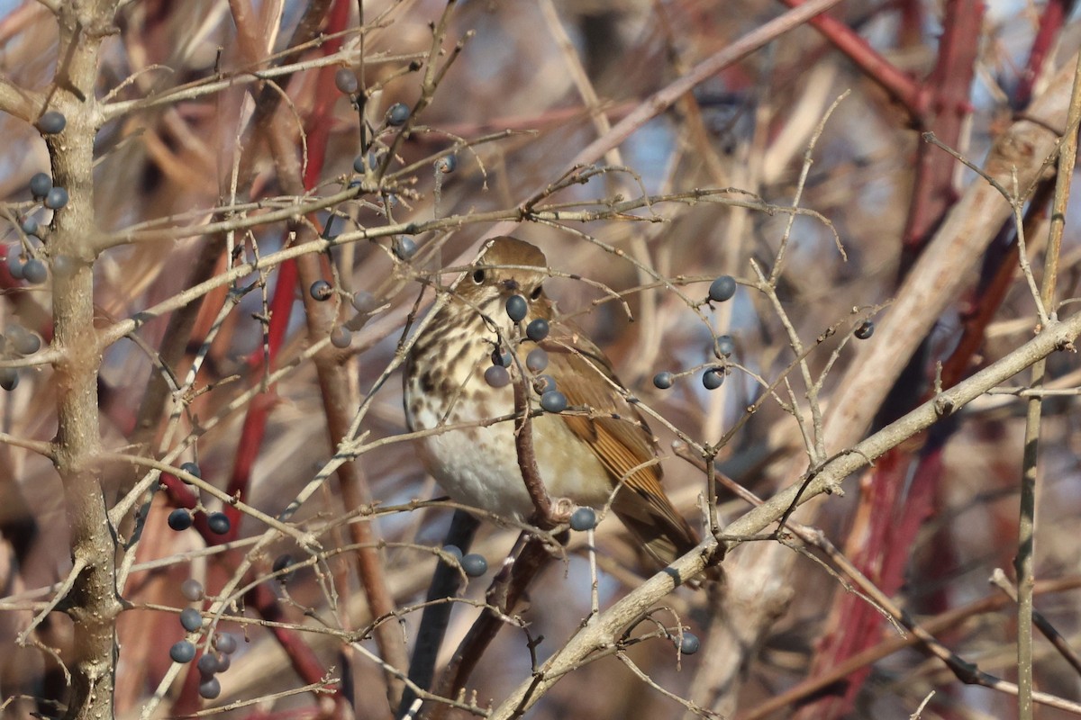 Tordo di Pallas (faxoni/crymophilus) - ML646367221