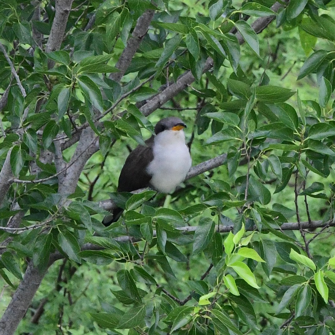 Yellow-billed Cuckoo - ML646367222