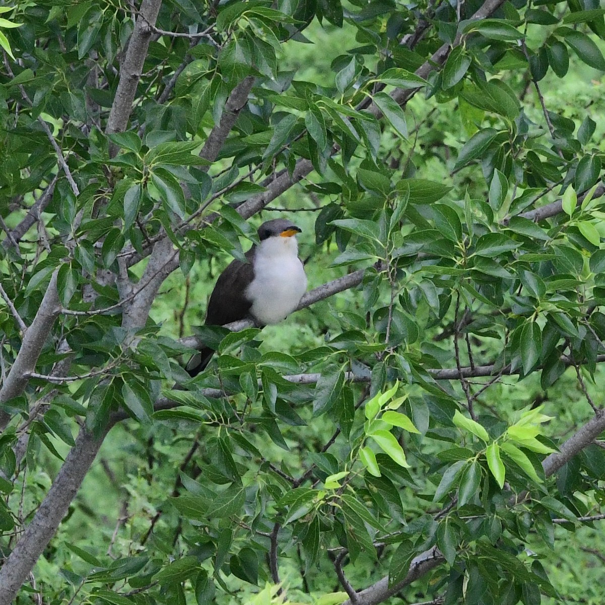 Yellow-billed Cuckoo - ML646367224