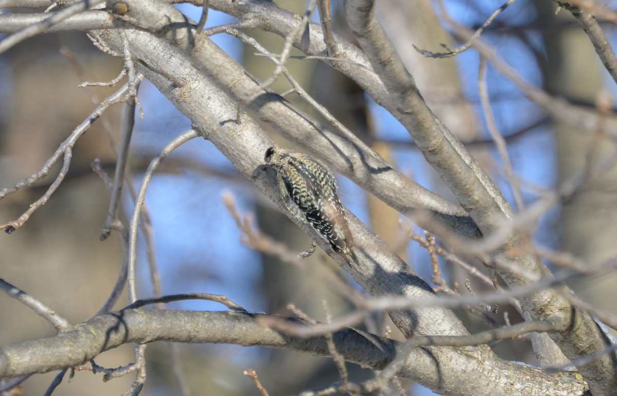 Yellow-bellied Sapsucker - ML646367232