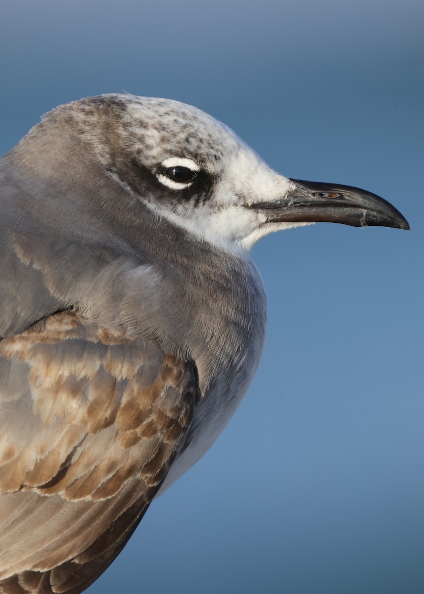 Laughing Gull - ML646367241